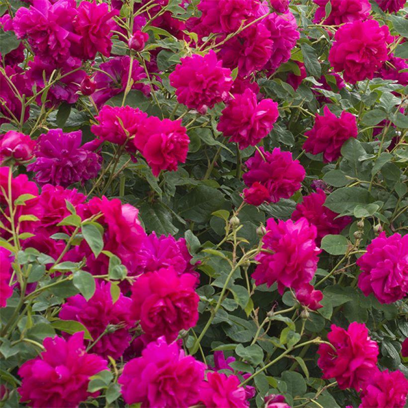 Rosa Thomas à Becket - English Shrub Rose (Flowering)