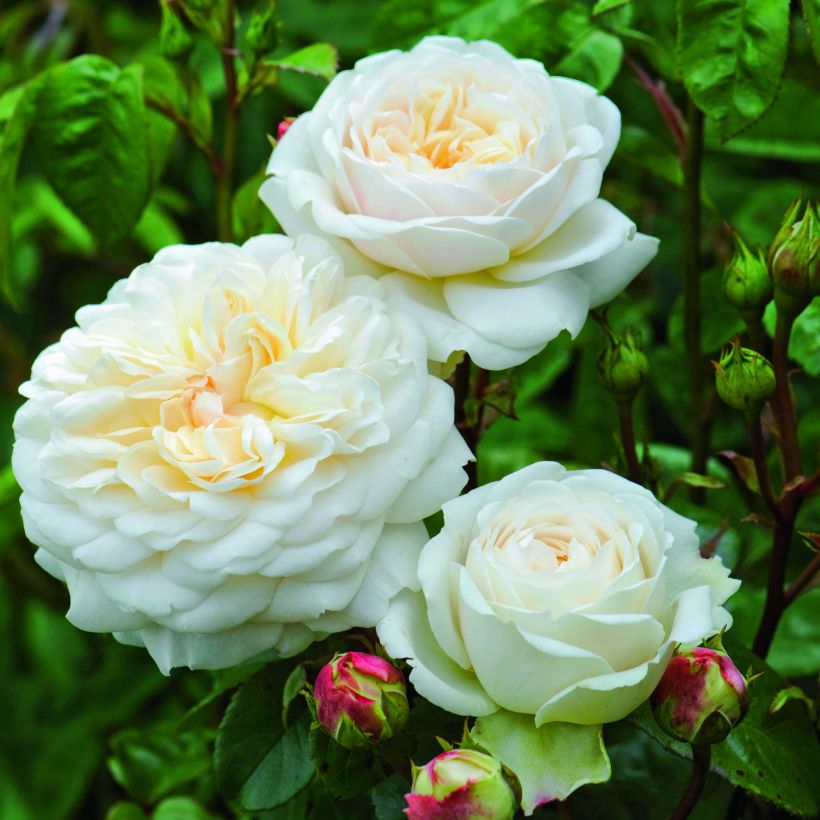 Rosa Tranquility - English Shrub Rose (Flowering)