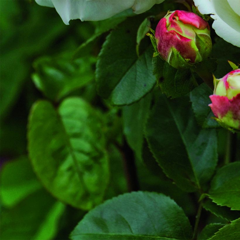 Rosa Tranquility - English Shrub Rose (Foliage)