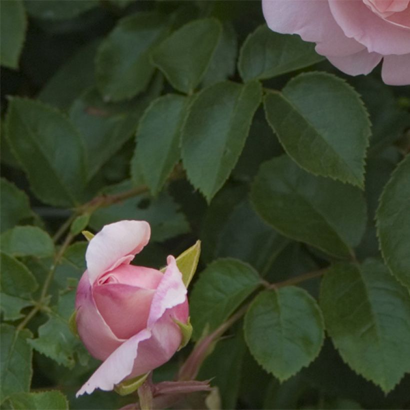 Rosa Wildeve - English Shrub Rose (Foliage)