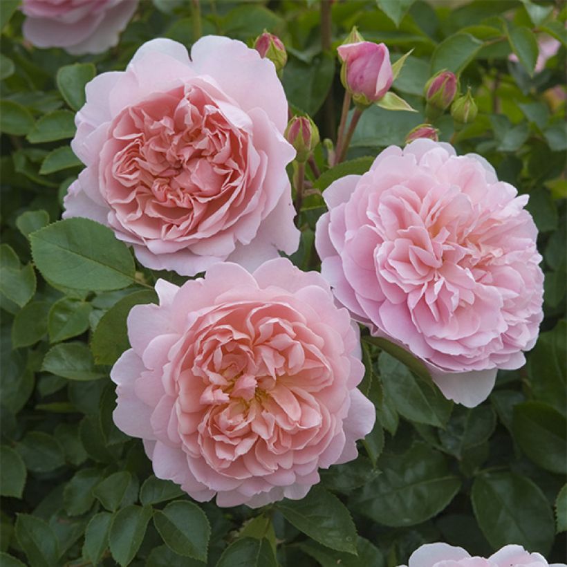 Rosa Wildeve - English Shrub Rose (Flowering)