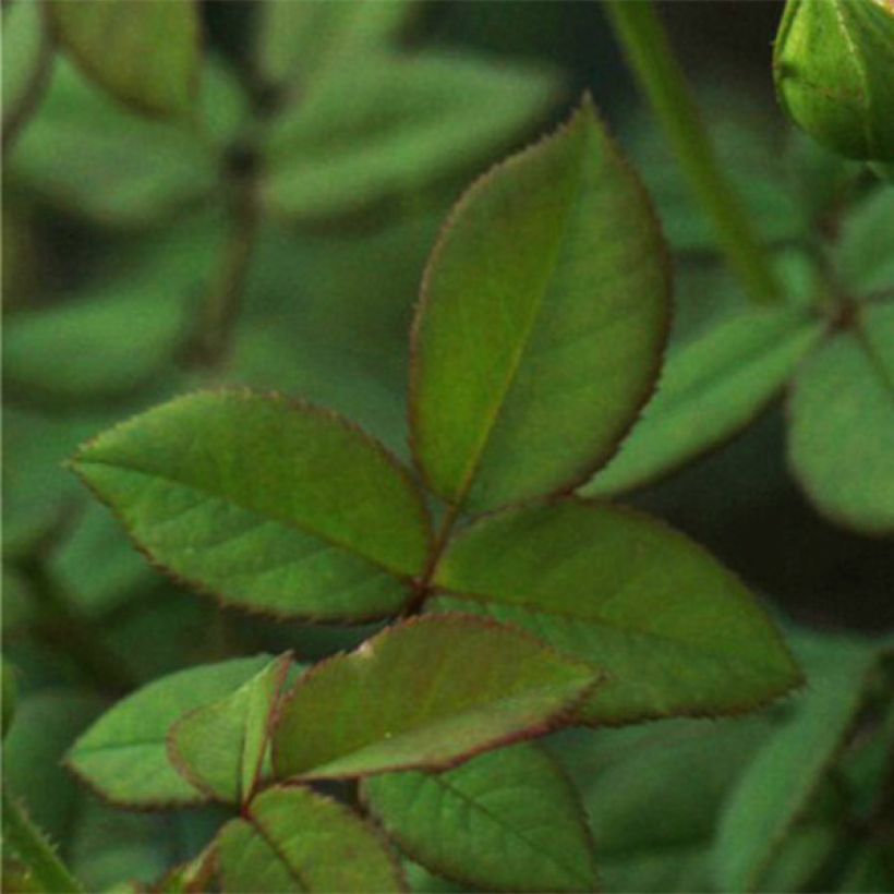 Rosa 'Wollerton Old Hall' - Climbing Rose (Foliage)