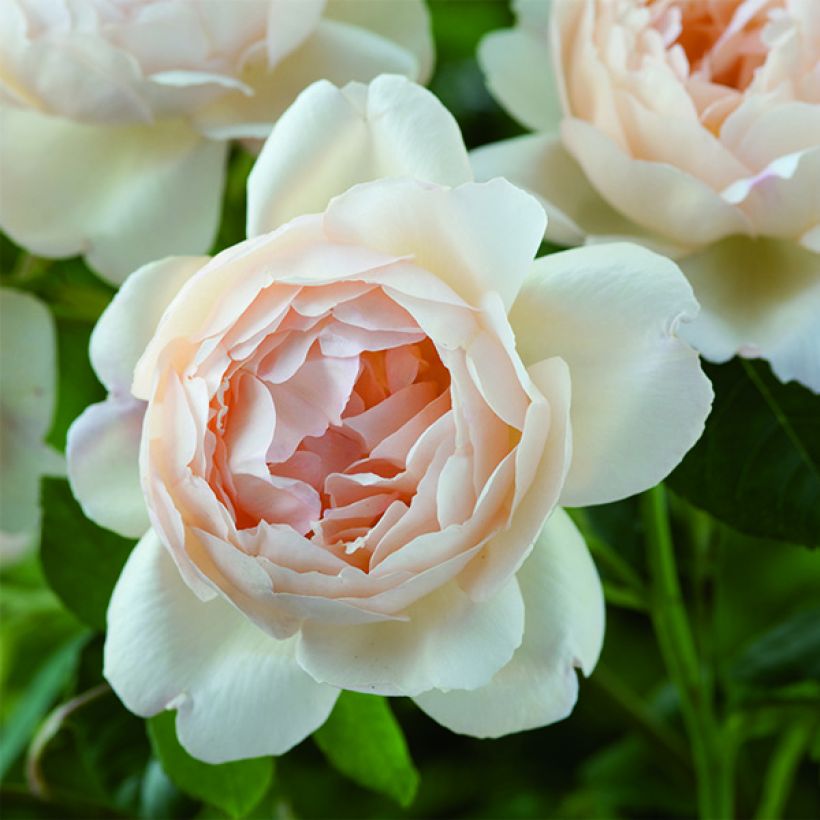 Rosa 'Wollerton Old Hall' - Climbing Rose (Flowering)