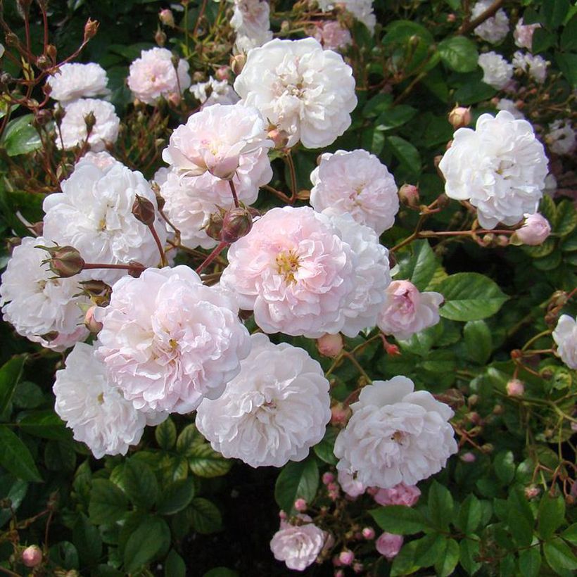 Rosa moschata Annelies - Musk Rose (Flowering)
