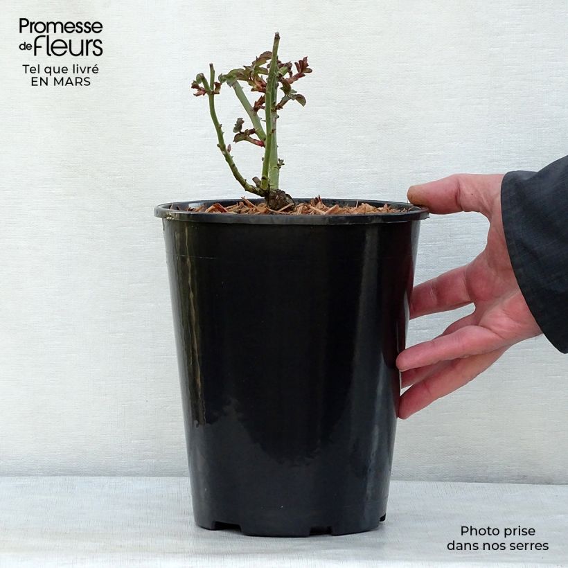 Rosa Bonica 3L/4L pot sample as delivered in spring