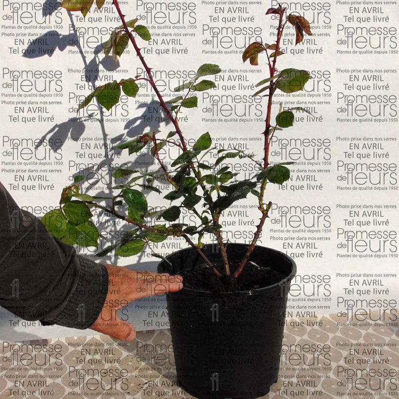 Example of Rosa x polyantha Centenaire de Lourdes  4L/5L pot specimen as delivered