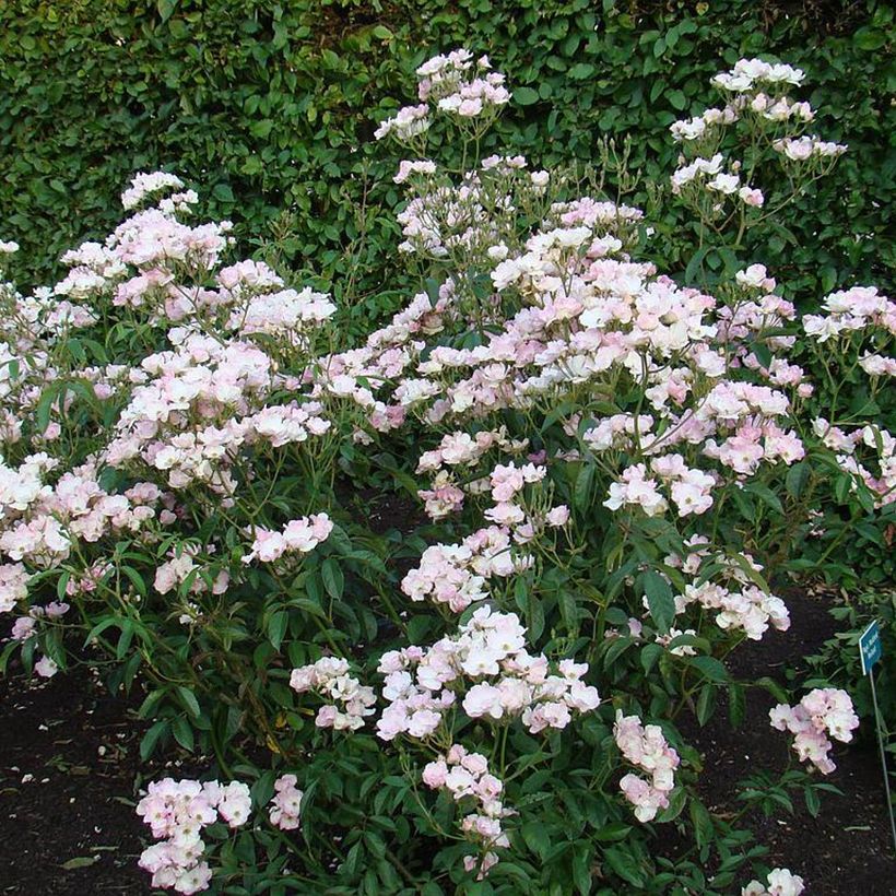 Rosa Diamant Rose - Musk Rose (Plant habit)