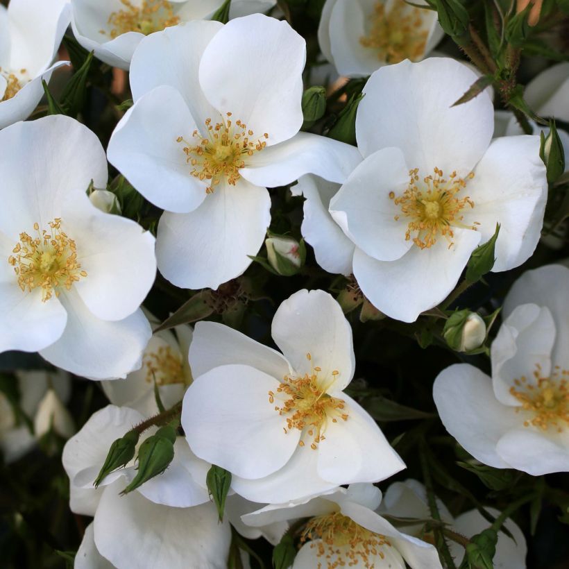 Rosa Escimo (Flowering)