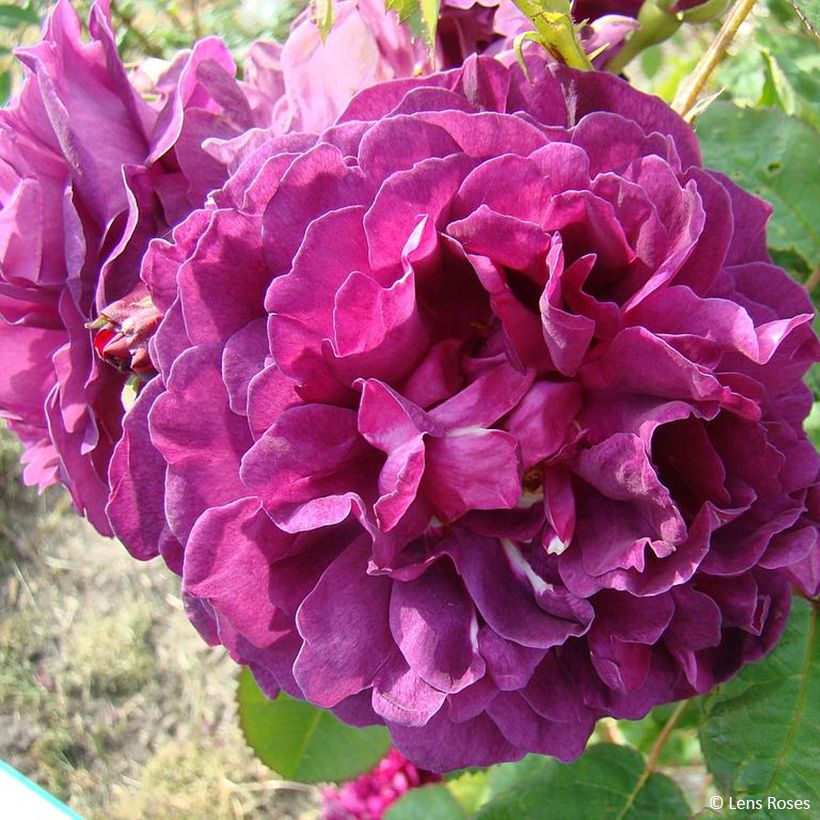 Rosa gallica officinalis Etoile Pourpre - Old Gallic Rose (Flowering)
