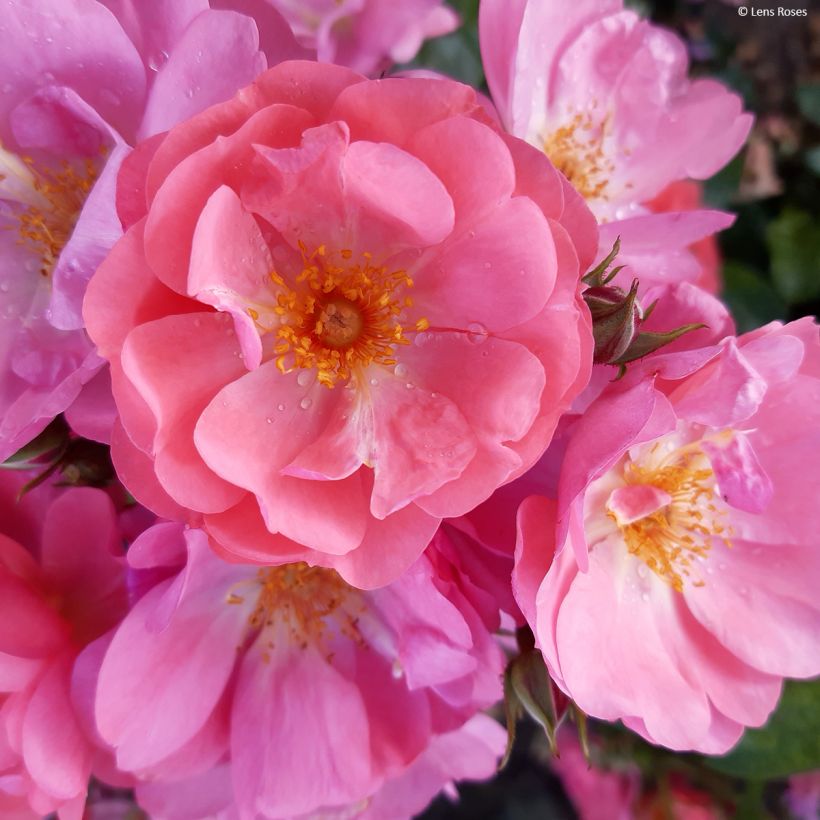 Rosa x moschata 'Finn's Rose' - Musk Rose (Flowering)