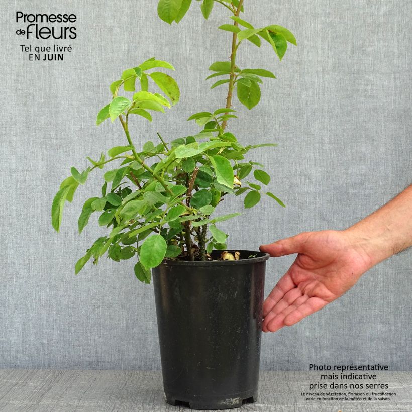 Rosa Golden Wings 4L/5L pot sample as delivered in spring