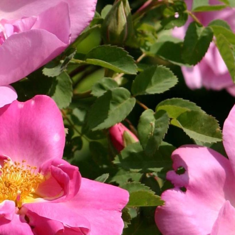 Rosa moyesii Marguerite Hilling (Foliage)