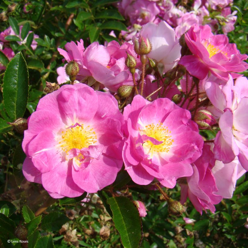 Rosa moschata Millie Fleur - Musk Rose (Flowering)