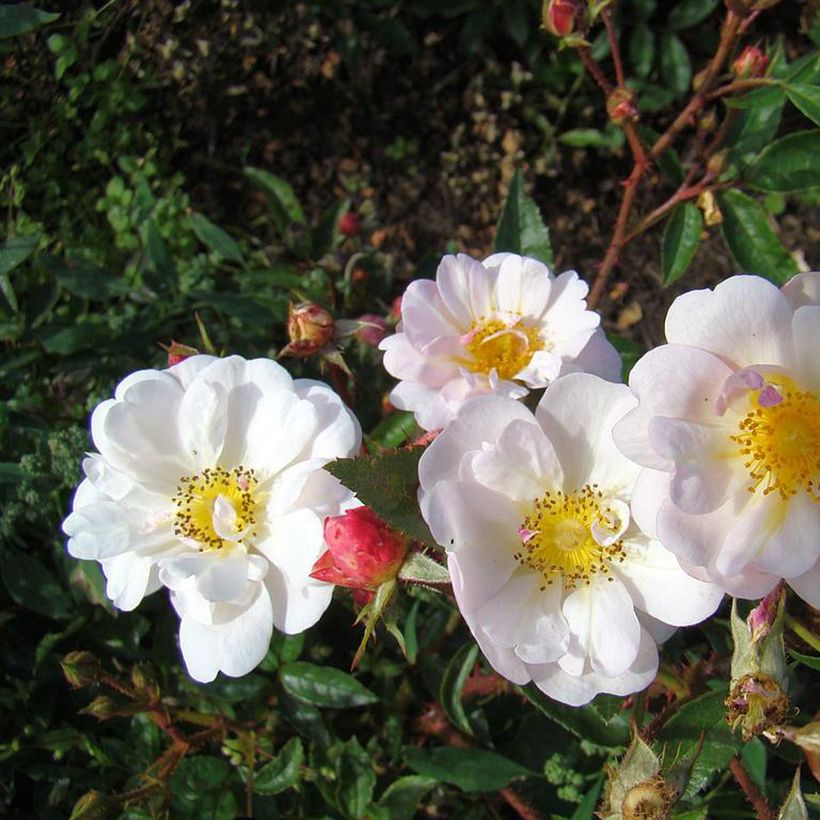Rosa Queen of the Musks - Hybrid Musk rose (Flowering)