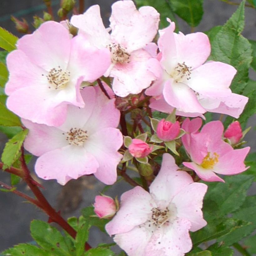 Rosa Rosy Boom 'Abellio' - Shrub Rose (Flowering)