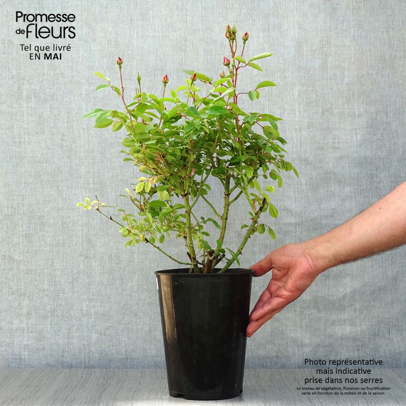 Rosa x floribunda 'Rush' - Shrub Rose 4L/5L pot sample as delivered in spring