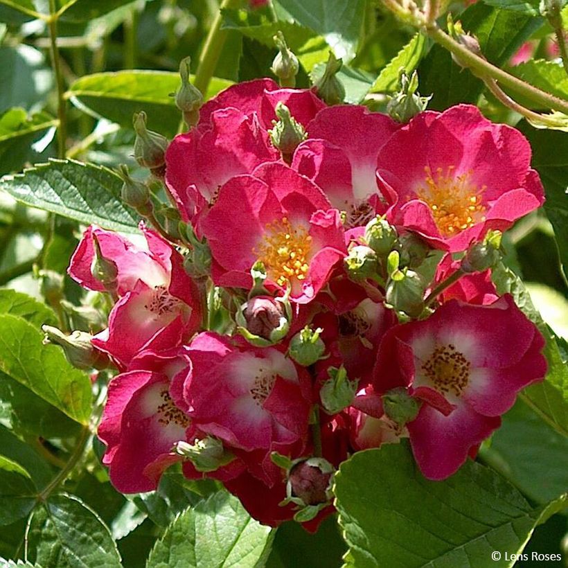 Rosa x moschata 'Schubert' - Musk Rose (Flowering)