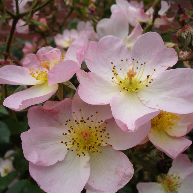 Rosa  Smarty - shrub rose (Flowering)