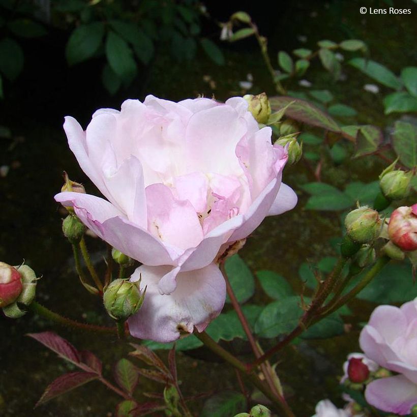 Rosa x moschata 'Twins' - Moschata Rose (Flowering)