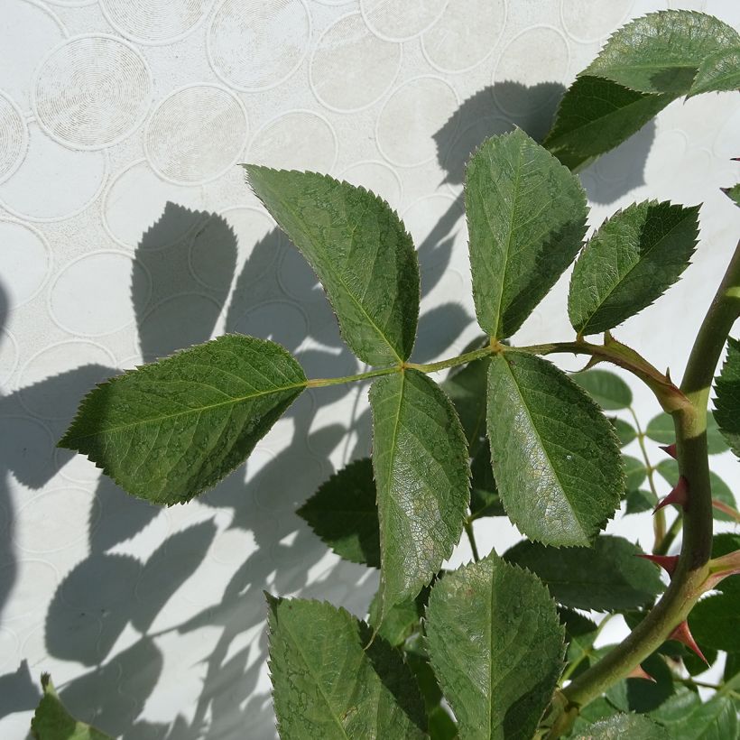 Rosa  Yann Arthus-Bertrand - Shrub Rose (Foliage)