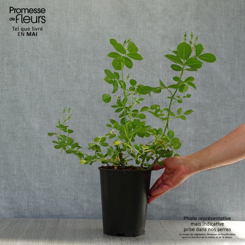 Rosa  Yann Arthus-Bertrand - Shrub Rose 4L/5L pot sample as delivered in spring