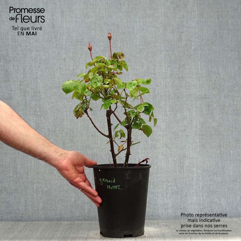 Rosa Grand Hotel - hybrid tea rose 4L/5L pot sample as delivered in spring