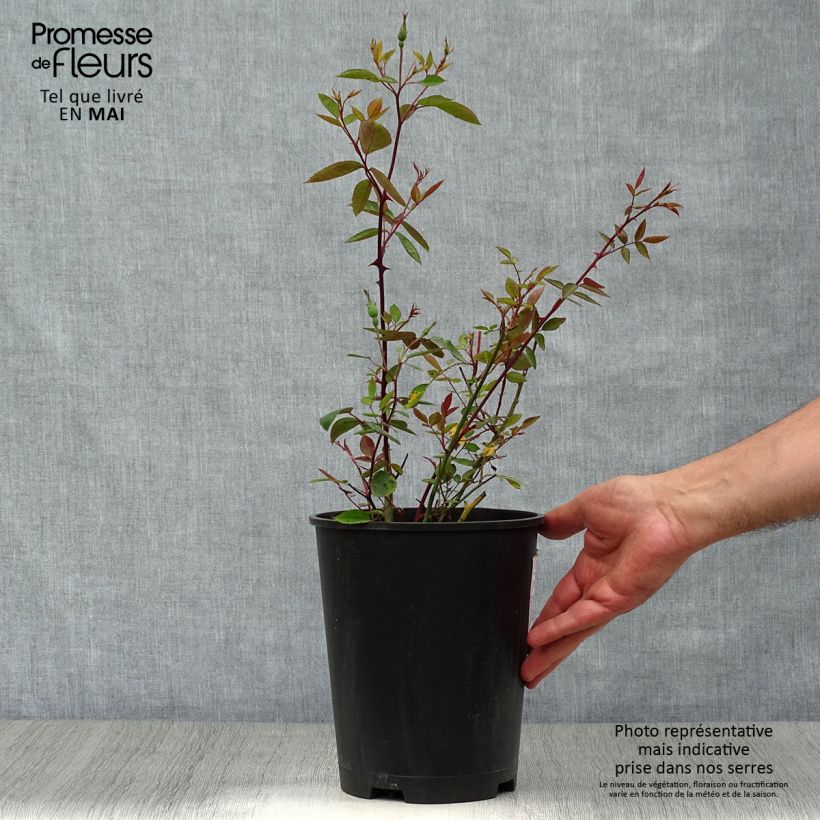 Rosa x chinensis 'Mutabilis' - China Rose 4L/5L pot sample as delivered in spring