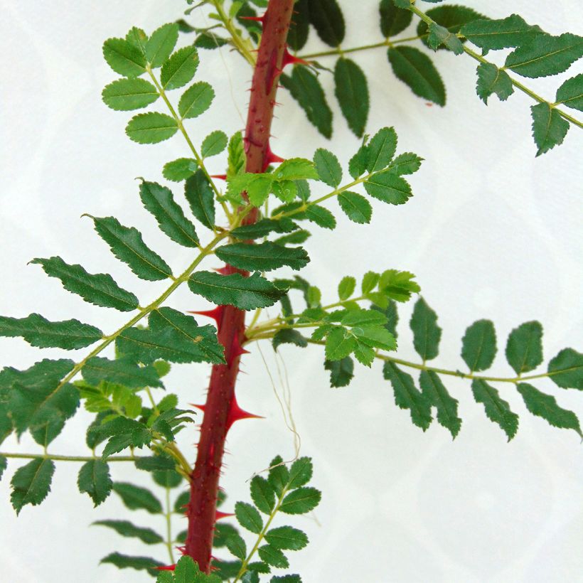 Rosa hugonis (Foliage)