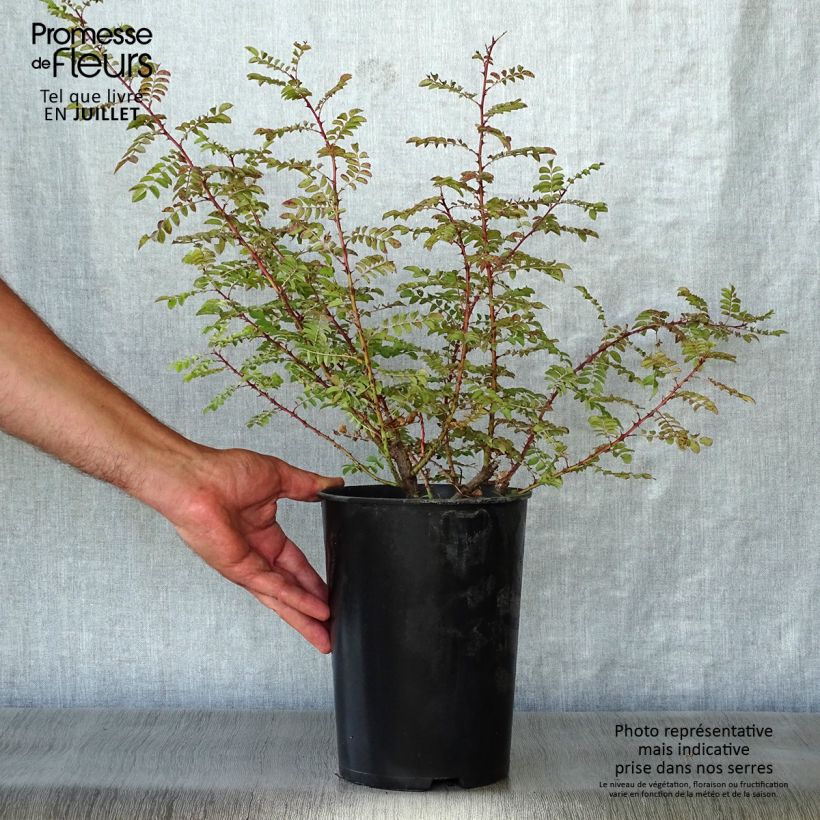 Rosa hugonis 3L/4L pot sample as delivered in summer