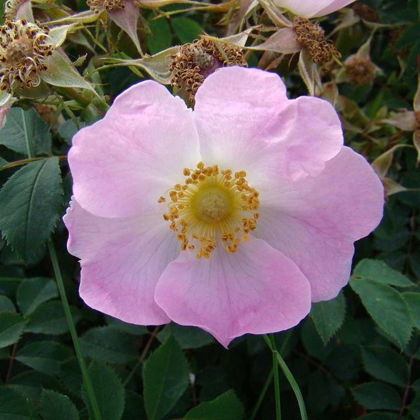 Rosa Bourgogne - Shrub Rose (Flowering)