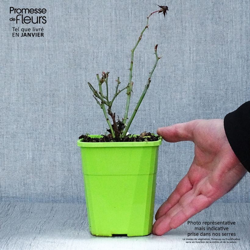 Rosa x floribunda 'Amica' Rigo Rosen - Groundcover Rose  1.5L/2L pot sample as delivered in winter