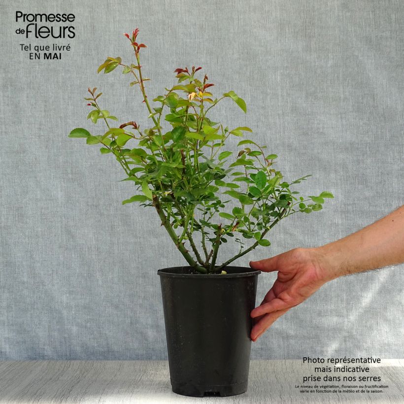 Rosa Aspirin Rose - Floribunda Rose 2L/3L pot sample as delivered in spring