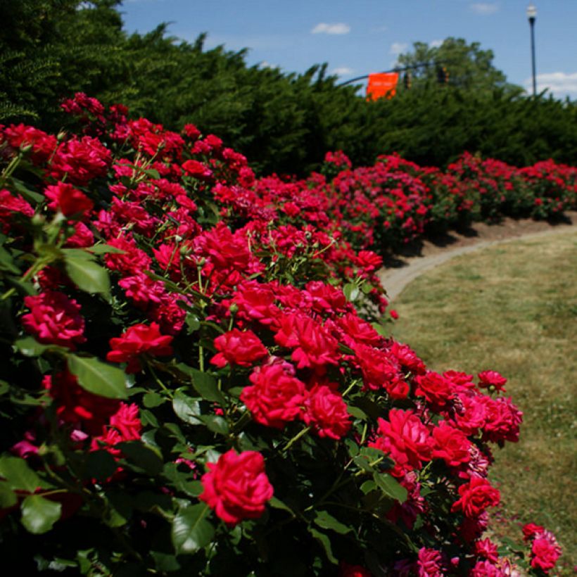 Rosa Knock Out - Ground Cover Rose (Plant habit)