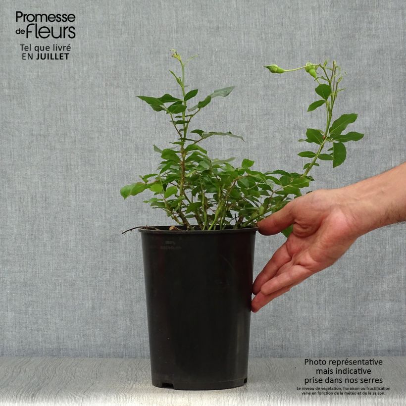 Rosa Larissa 3L/4L pot sample as delivered in summer