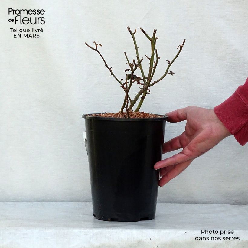 Rosa 'Mirato' - Groundcover Rose 2L/3L pot sample as delivered in winter