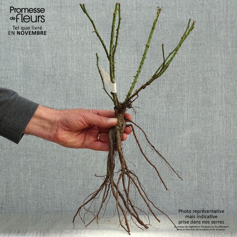 Rosa 'Mirato' - Groundcover Rose Bare root sample as delivered in autumn