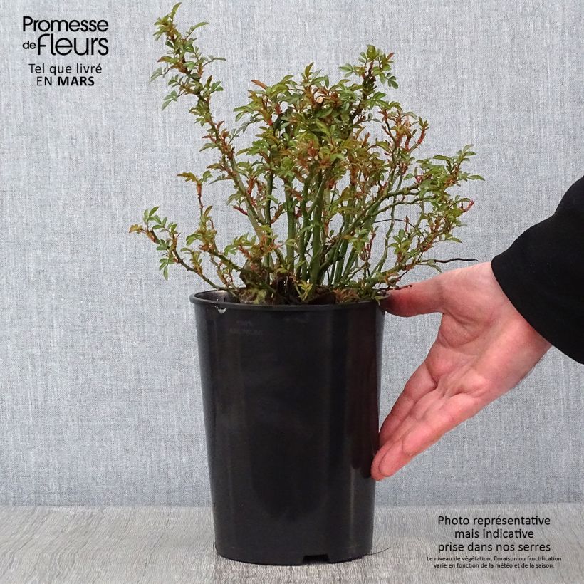Rosa Nozomi - miniature groundcover or short climbing rose 1L/1.5L pot sample as delivered in winter