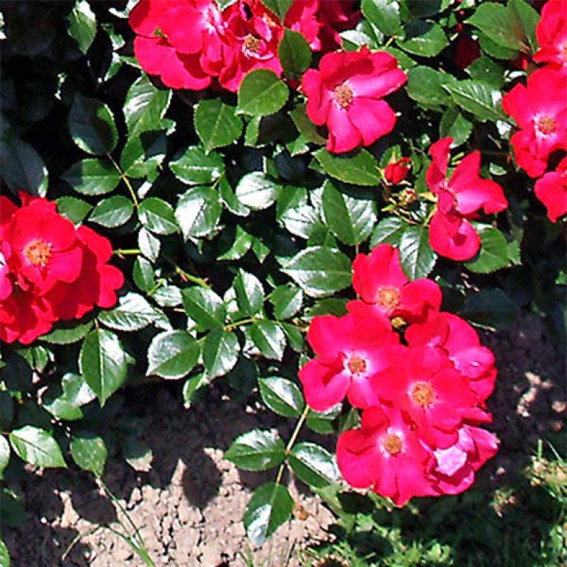 Rosa Pink Flash - Shrub Rose (Foliage)