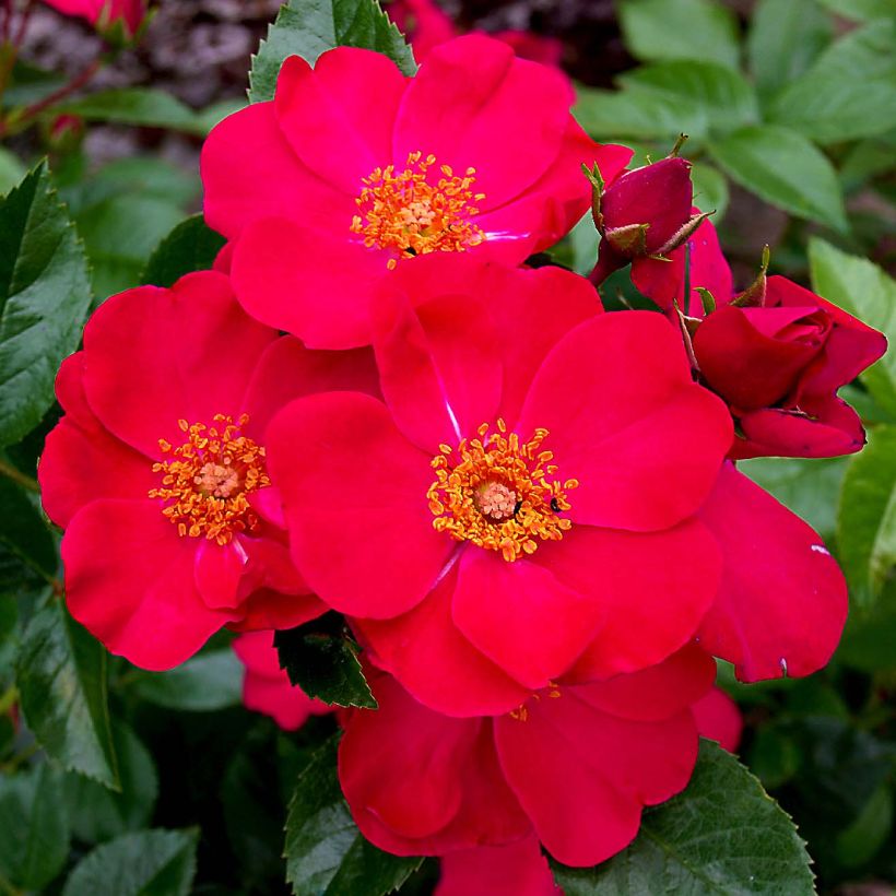 Rosa Pink Flash - Shrub Rose (Flowering)