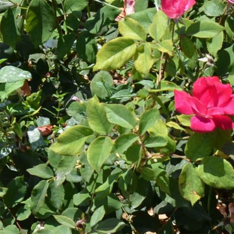 Rosa 'Pink Knock Out' - Groundcover Rose (Foliage)