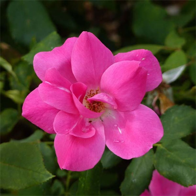 Rosa 'Pink Knock Out' - Groundcover Rose (Flowering)