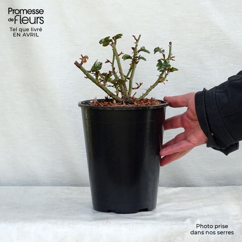 Rosa Rigo Aprikola 2L/3L pot sample as delivered in spring