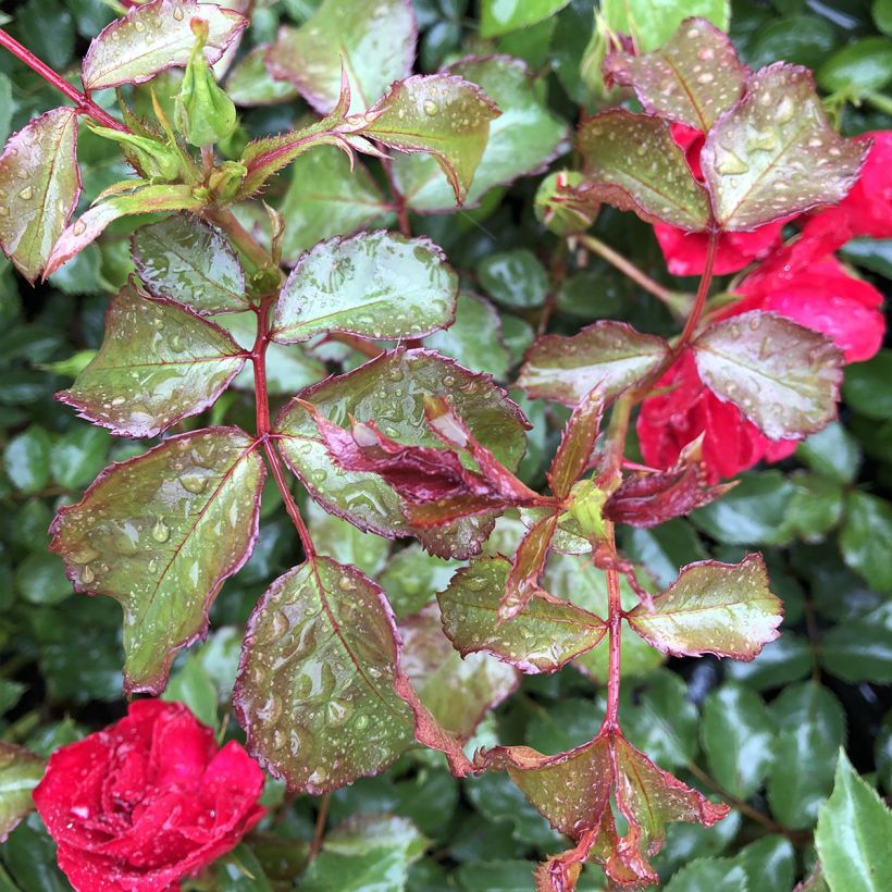 Rosa Rigo Rotilia (Foliage)