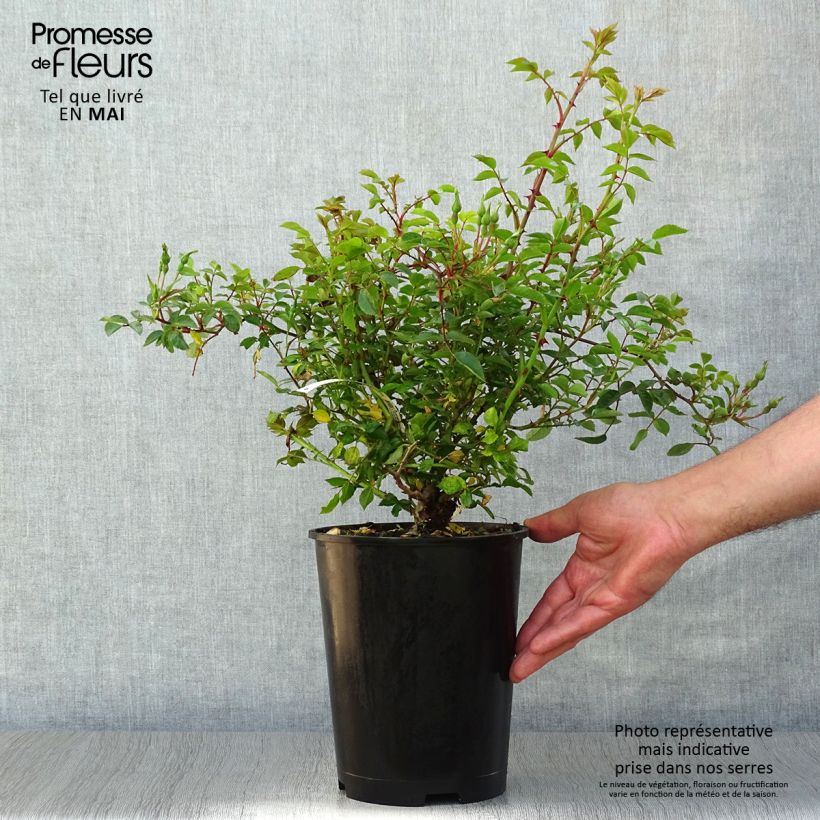 Rosa Rouge Cascade - Shrub Rose 2L/3L pot sample as delivered in spring
