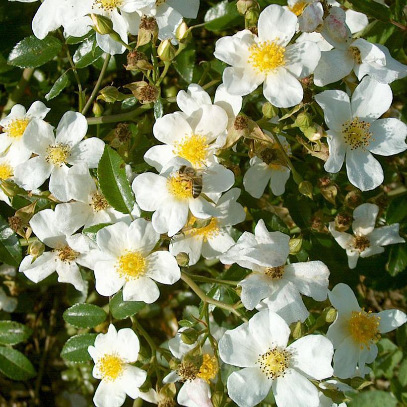 Rosa Snow Star - shrub rose (Flowering)