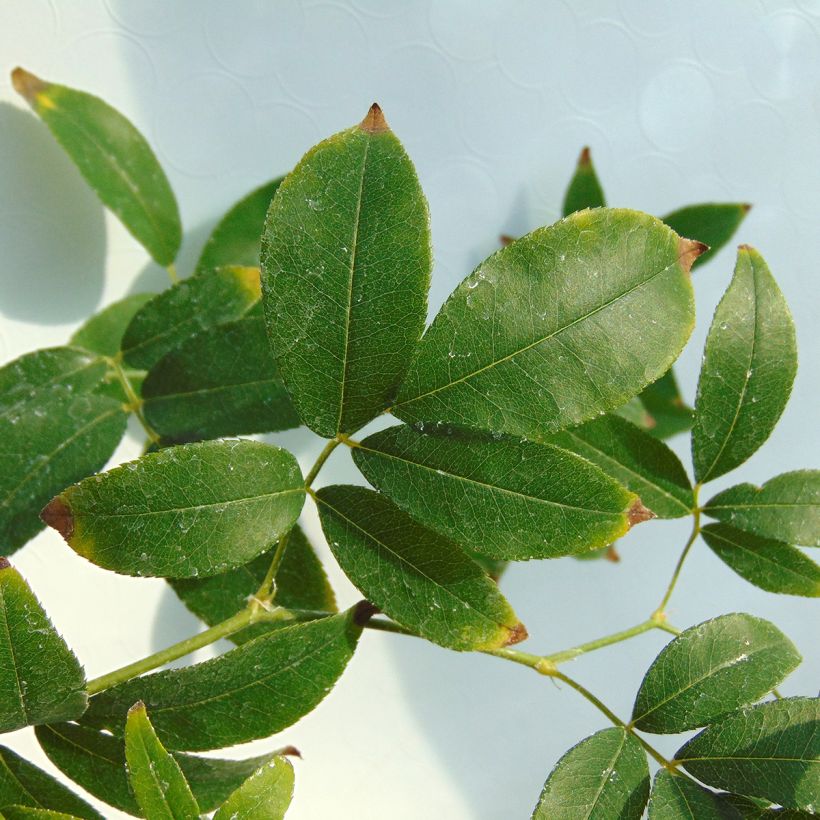 Rosa banksiae 'Lutea' - Rambling Rose (Foliage)