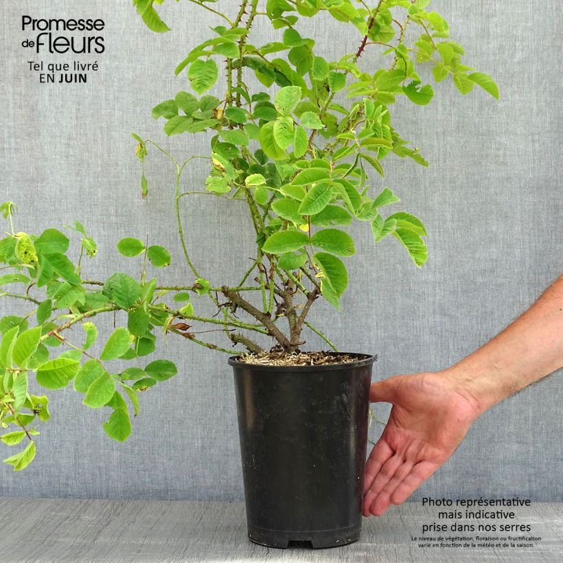 Rosa x damascena - damask rose 4L/5L pot sample as delivered in spring