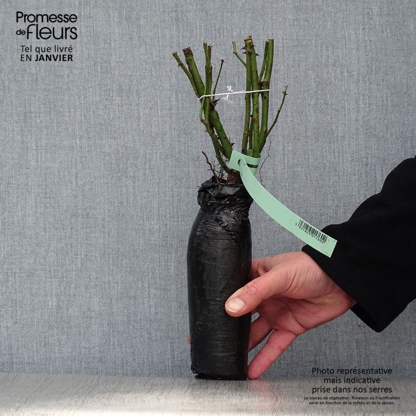 Rosa Heidi Klum (Standard Rose) Wrapped bare root sample as delivered in winter