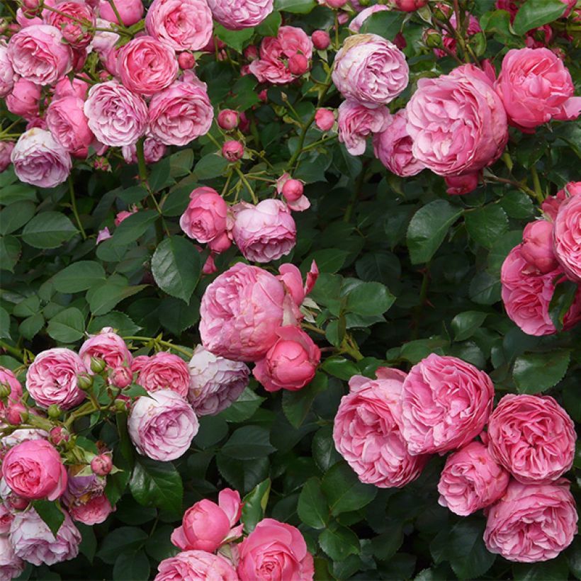 Rosa x floribunda Pomponella Korpompan (Flowering)