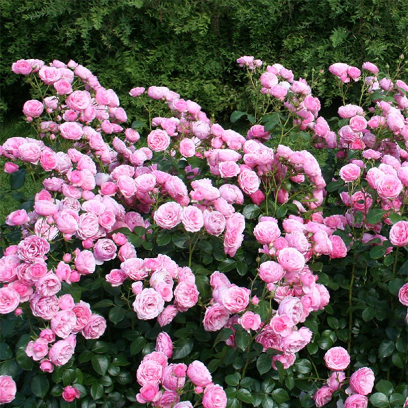 Rosa x floribunda Pomponella Korpompan (Plant habit)